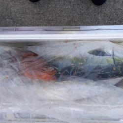 第二龍勢丸 釣果