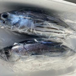 和栄丸 釣果