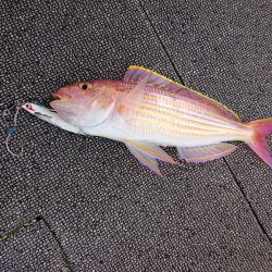 ARCADIAⅡ （アルカディアⅡ） 釣果