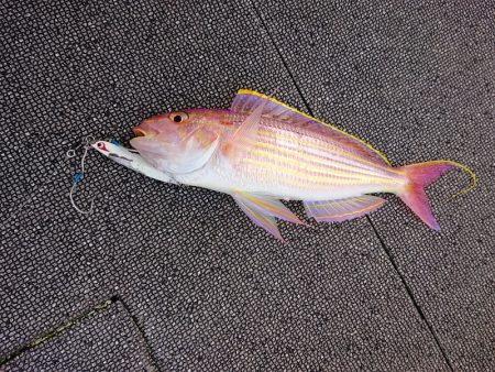 ARCADIAⅡ （アルカディアⅡ） 釣果