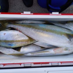 第二龍勢丸 釣果