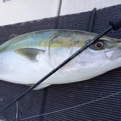 アマテラス 釣果