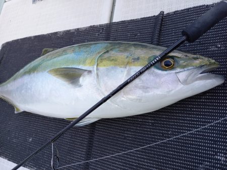 アマテラス 釣果