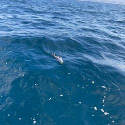 龍神丸(鹿児島) 釣果