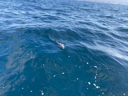 龍神丸(鹿児島) 釣果