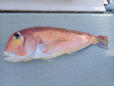 アマテラス 釣果