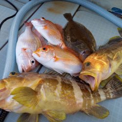 アマテラス 釣果