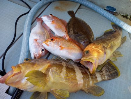 アマテラス 釣果