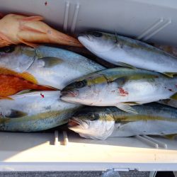 第二龍勢丸 釣果