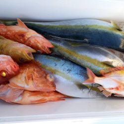 第二龍勢丸 釣果