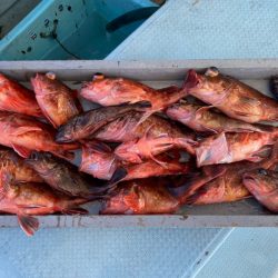 岡田釣船 八英丸 釣果