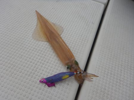 きずなまりん 釣果