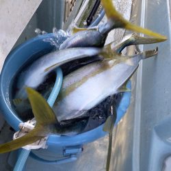 アマテラス 釣果