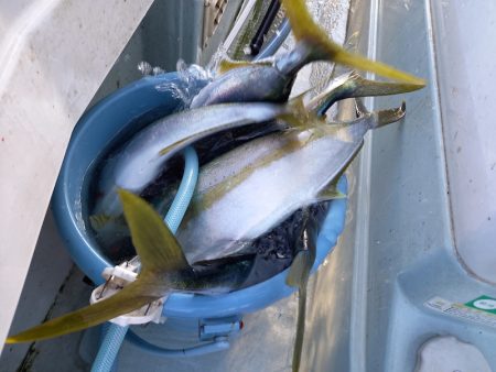 アマテラス 釣果