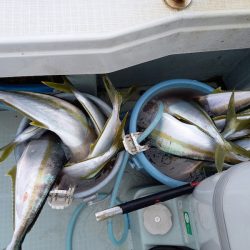 アマテラス 釣果