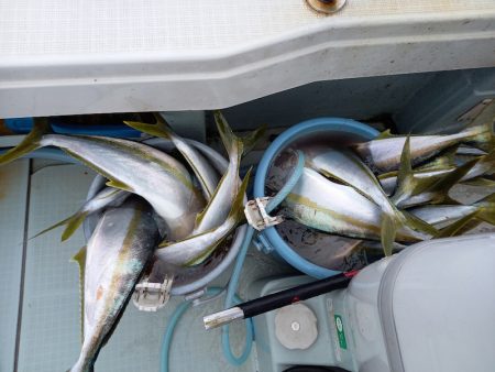 アマテラス 釣果