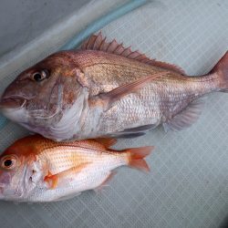 アマテラス 釣果