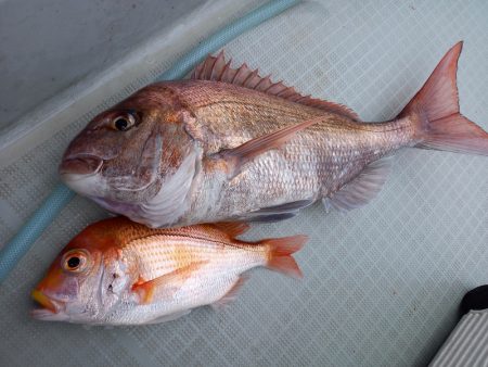 アマテラス 釣果