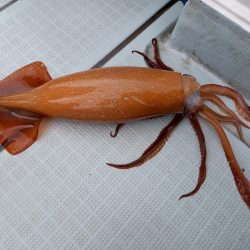 アマテラス 釣果