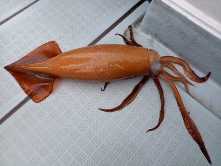 アマテラス 釣果