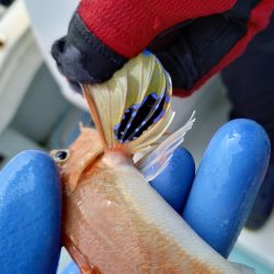 アマテラス 釣果