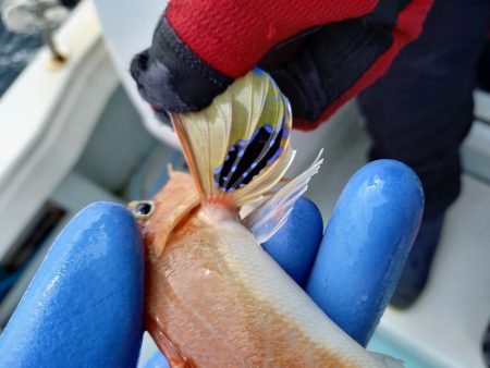 アマテラス 釣果