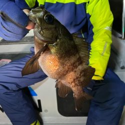 Chase（チェイス） 釣果