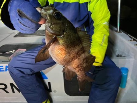 Chase（チェイス） 釣果