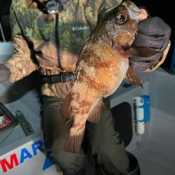 Chase（チェイス） 釣果