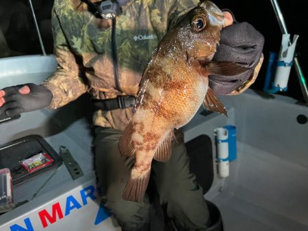 Chase（チェイス） 釣果