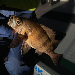 Chase（チェイス） 釣果