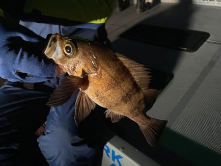 Chase（チェイス） 釣果