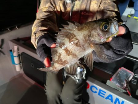 Chase（チェイス） 釣果