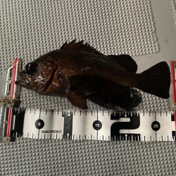 Chase（チェイス） 釣果