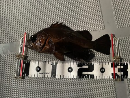 Chase（チェイス） 釣果