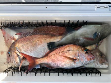 第二八坂丸 釣果