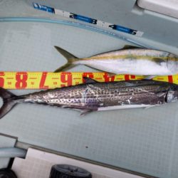 アマテラス 釣果