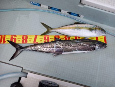 アマテラス 釣果