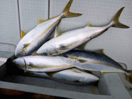 アマテラス 釣果