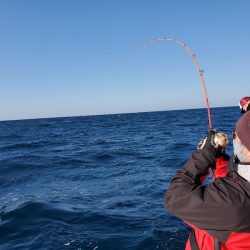 シーライオン 釣果