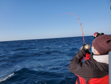 シーライオン 釣果