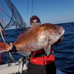 シーライオン 釣果
