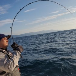 シーライオン 釣果