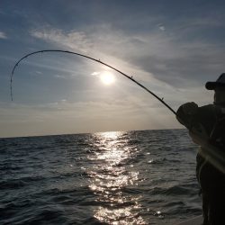 シーライオン 釣果