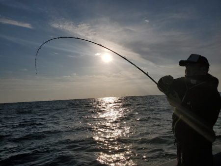 シーライオン 釣果