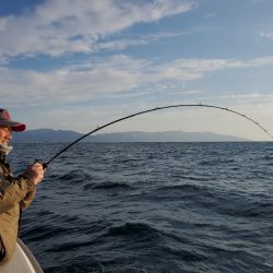 シーライオン 釣果