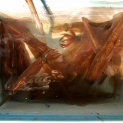 第二八坂丸 釣果