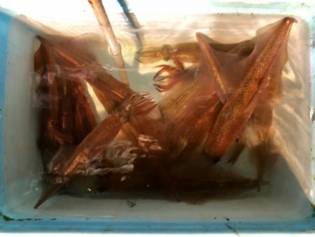 第二八坂丸 釣果