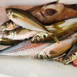 海龍丸(石川) 釣果