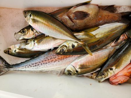 海龍丸(石川) 釣果